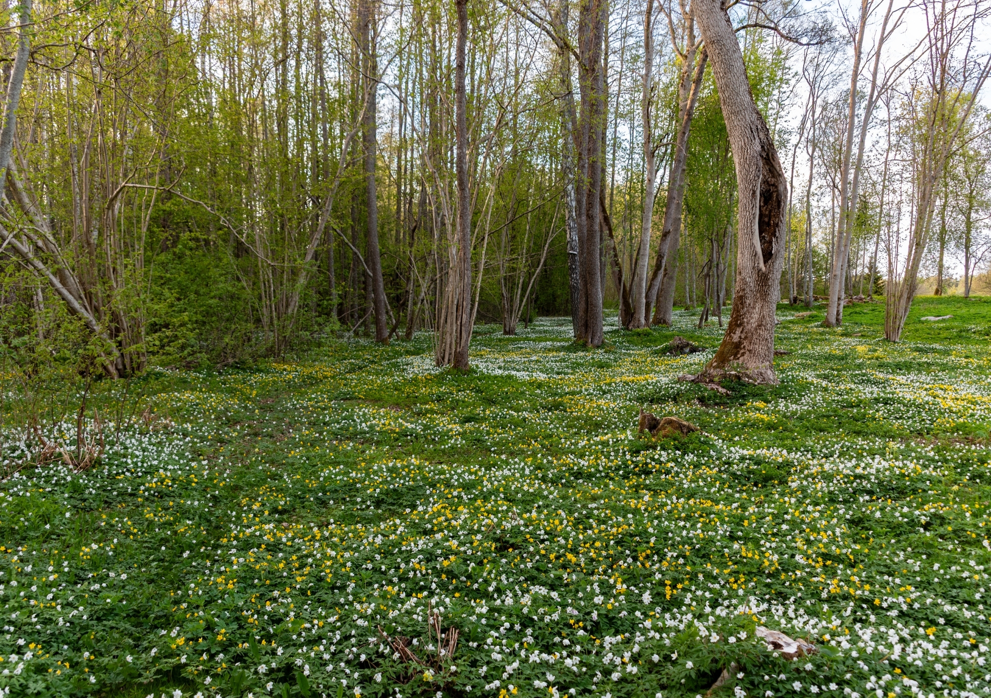 Eelmüük: Hiiumaagia lauakalender 2026 - Image 7