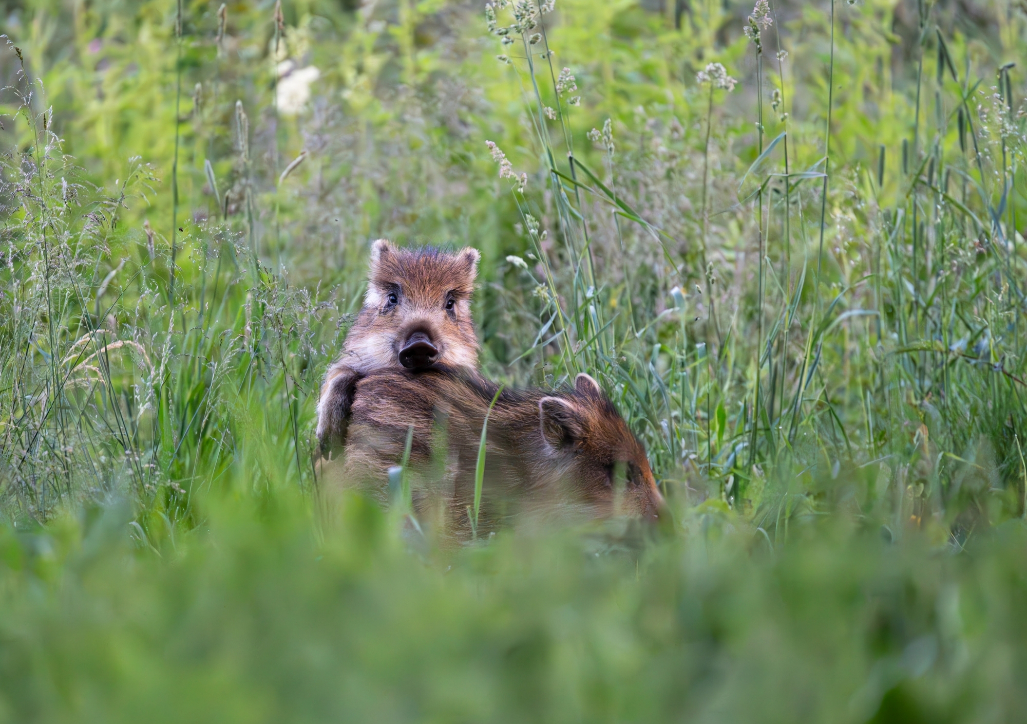 Loomade trio kalender 2026 - Image 8