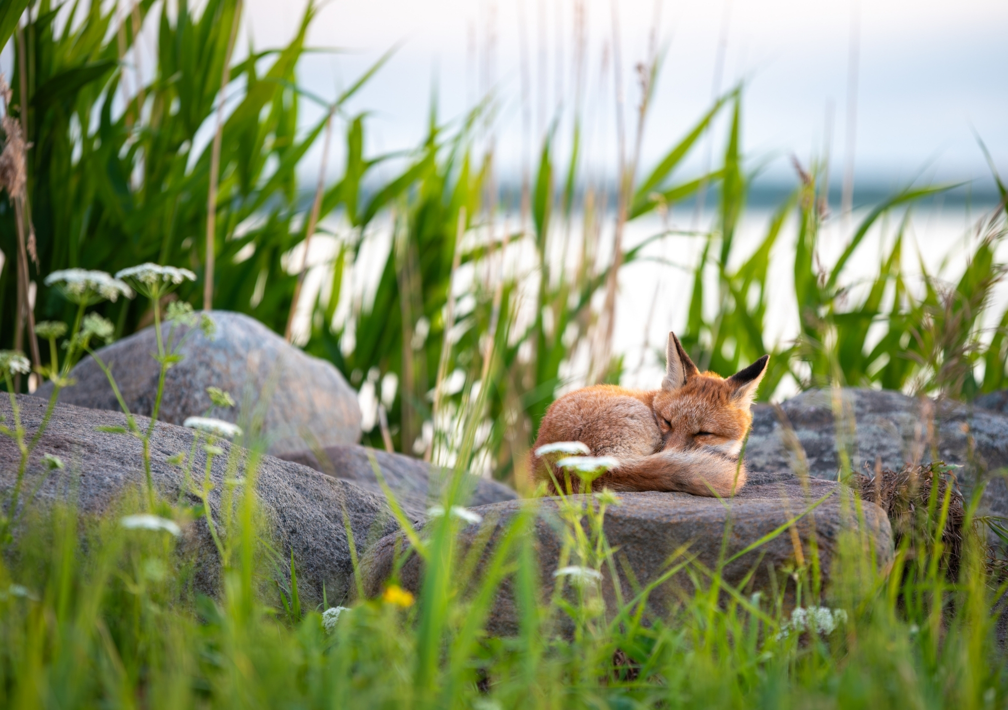 Loomade trio kalender 2026 - Image 9