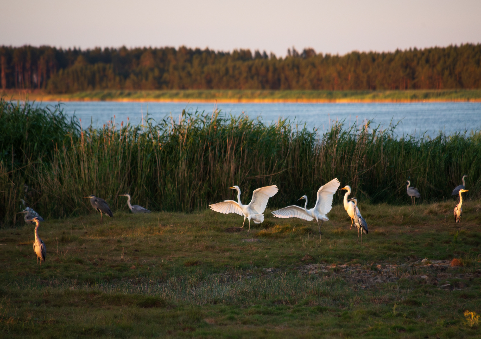 Loomade trio kalender 2026 - Image 10