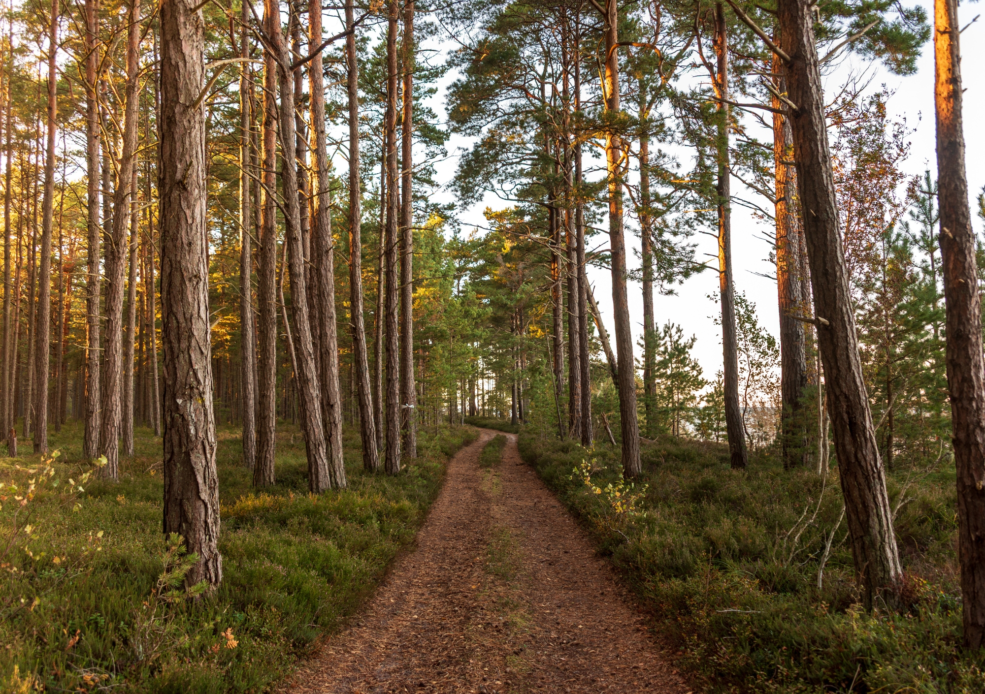 Eelmüük: Hiiumaagia lauakalender 2026 - Image 10