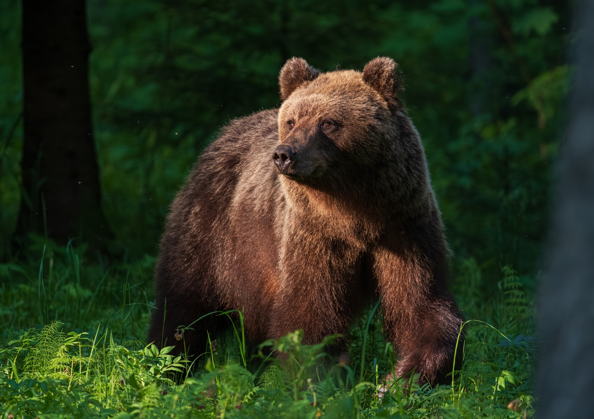Eelmüük: loomade lauakalender 2026 - Image 11