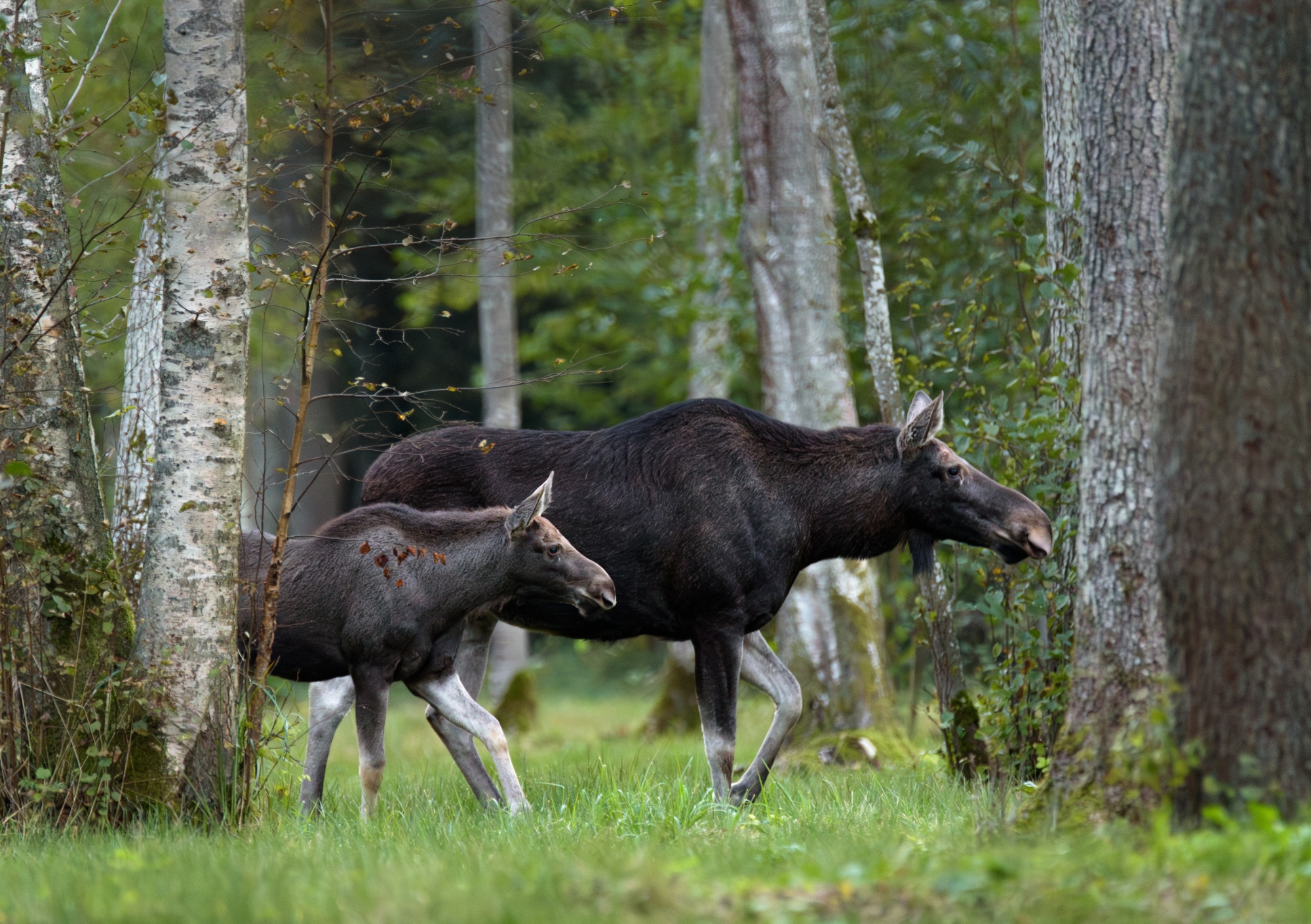 Loomade trio kalender 2026 - Image 12