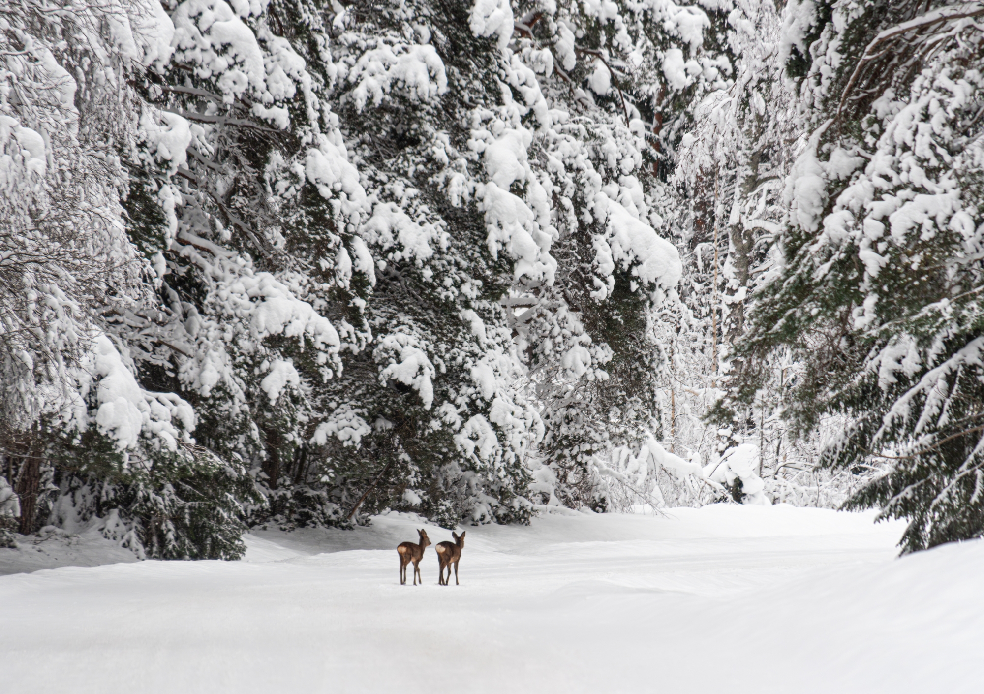 Loomade trio kalender 2026 - Image 13