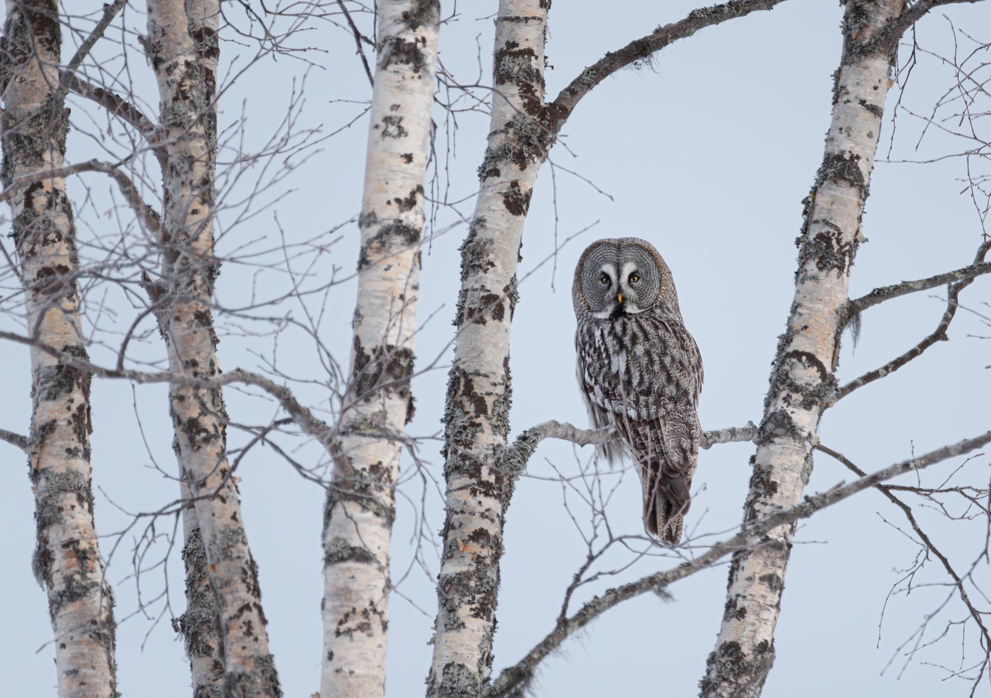 Eelmüük: loomade lauakalender 2026 - Image 3