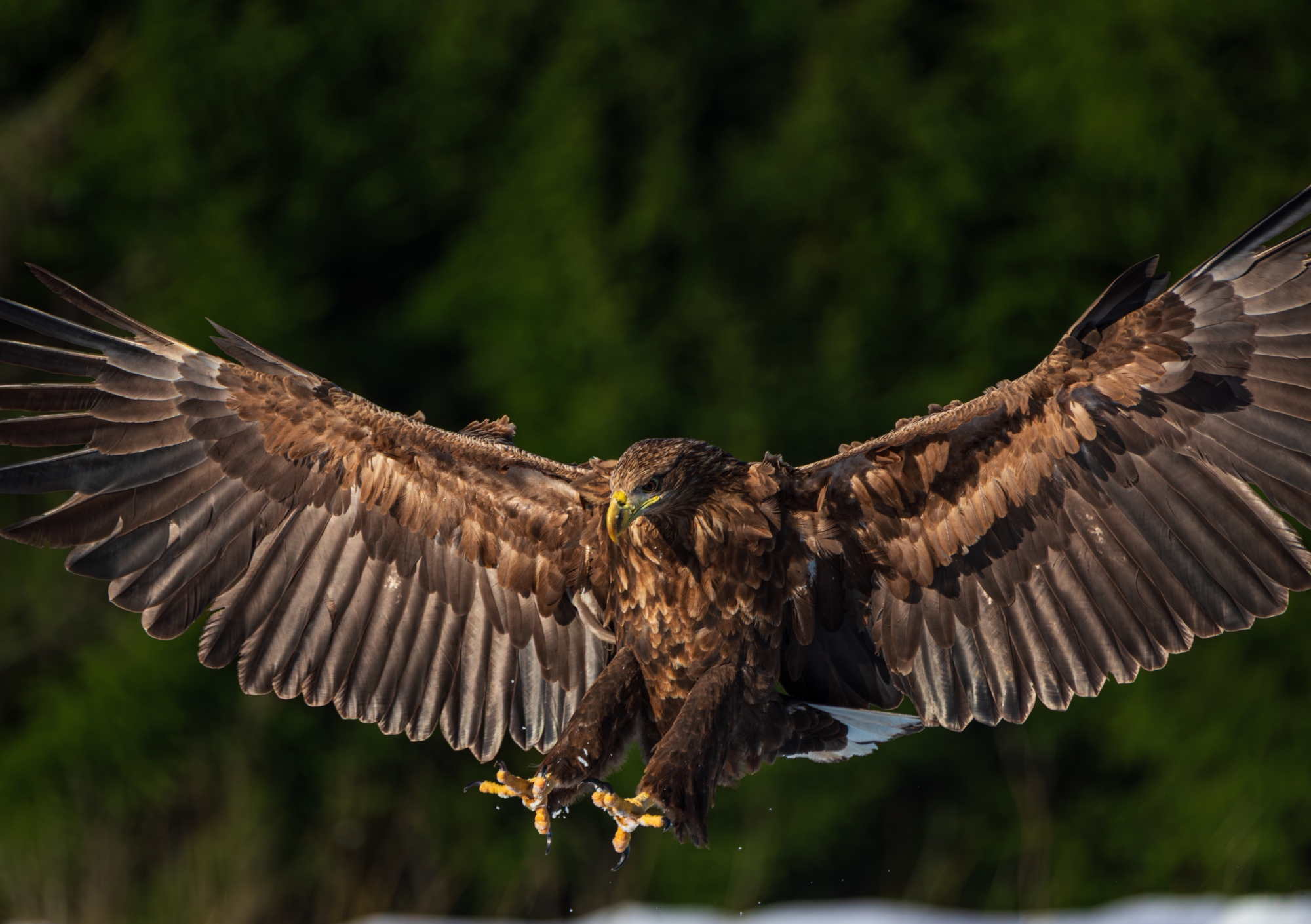 Loomade trio kalender 2026 - Image 6