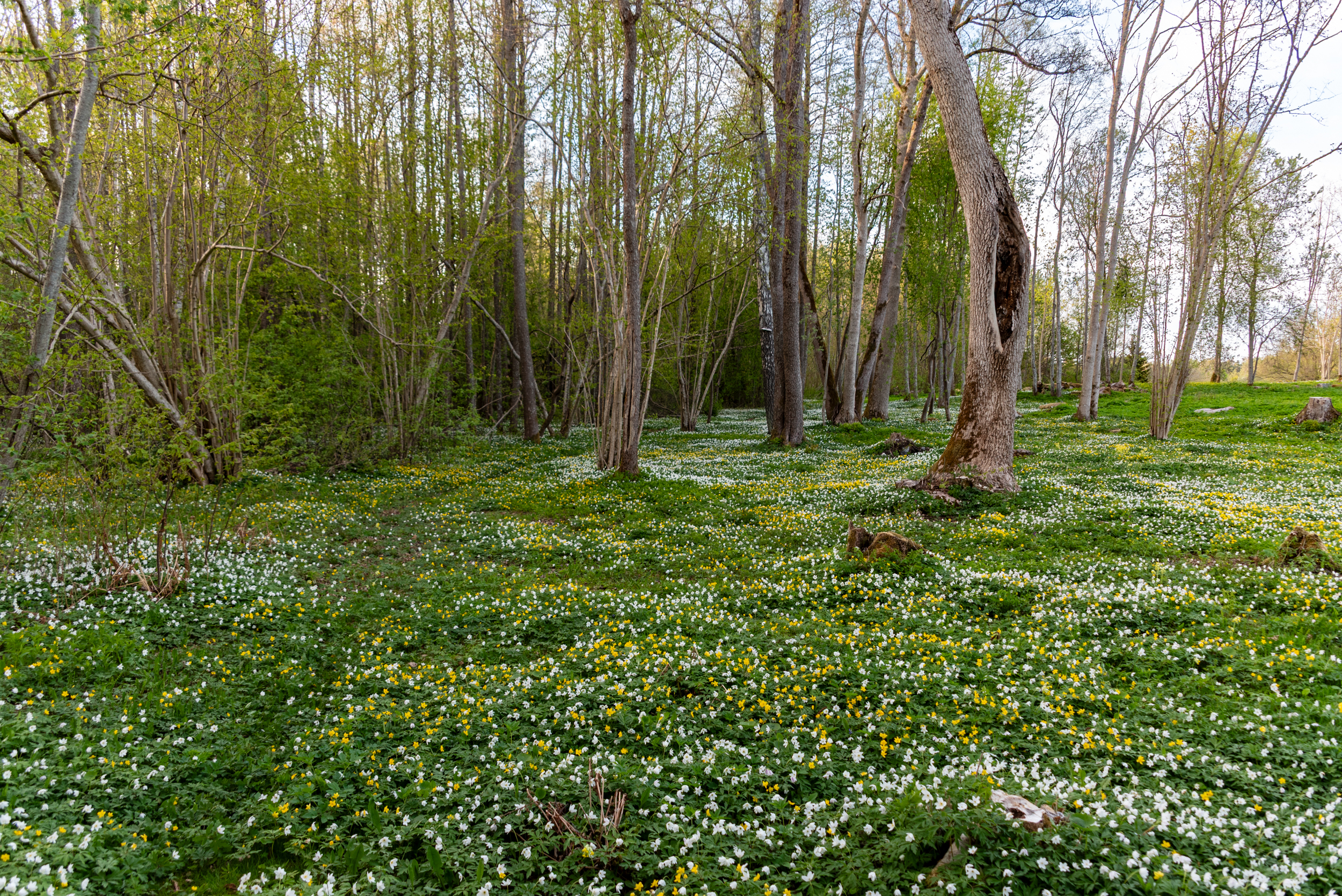 Hiiumaagia trio kalender 2026 - Image 7