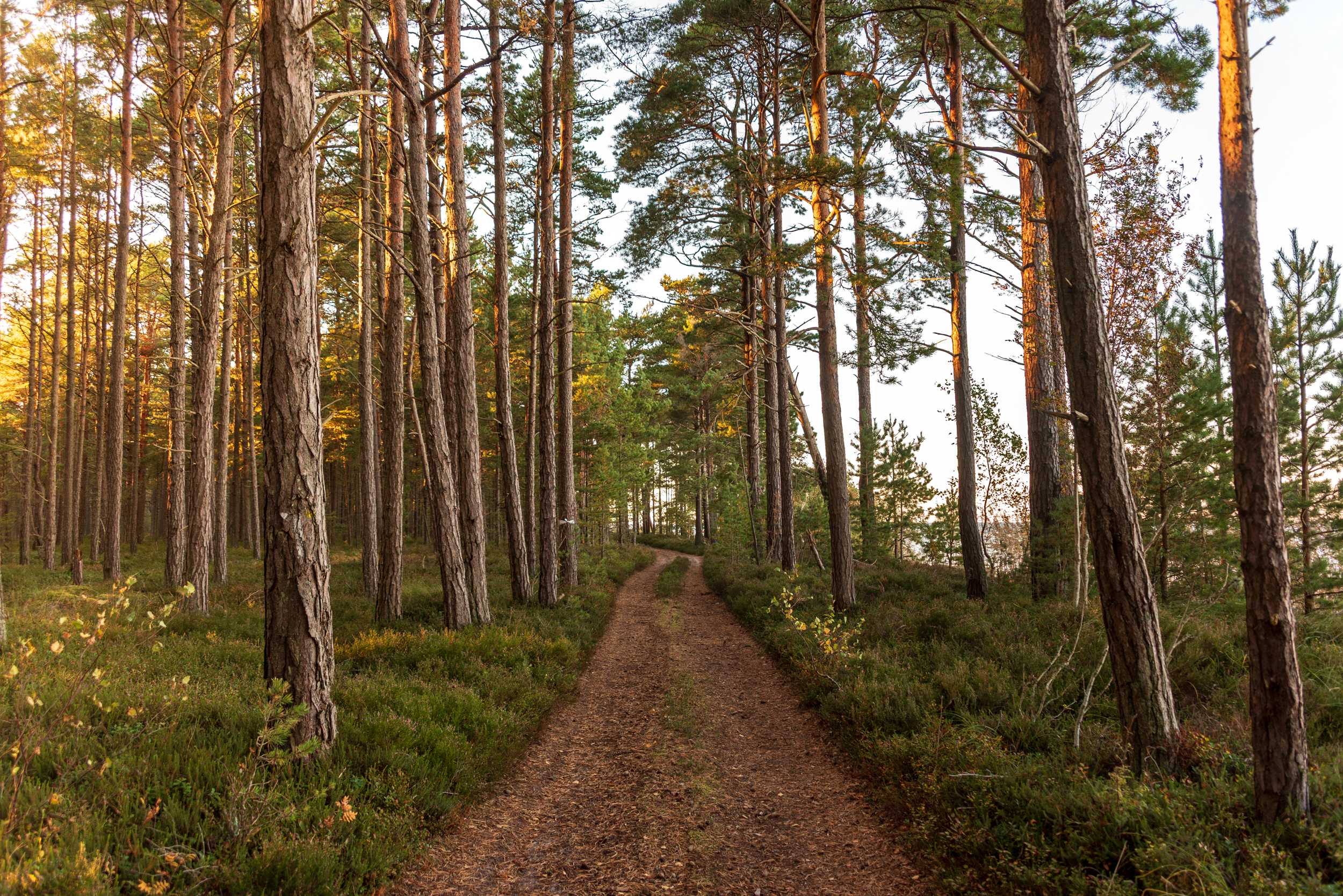 Hiiumaagia trio kalender 2026 - Image 9