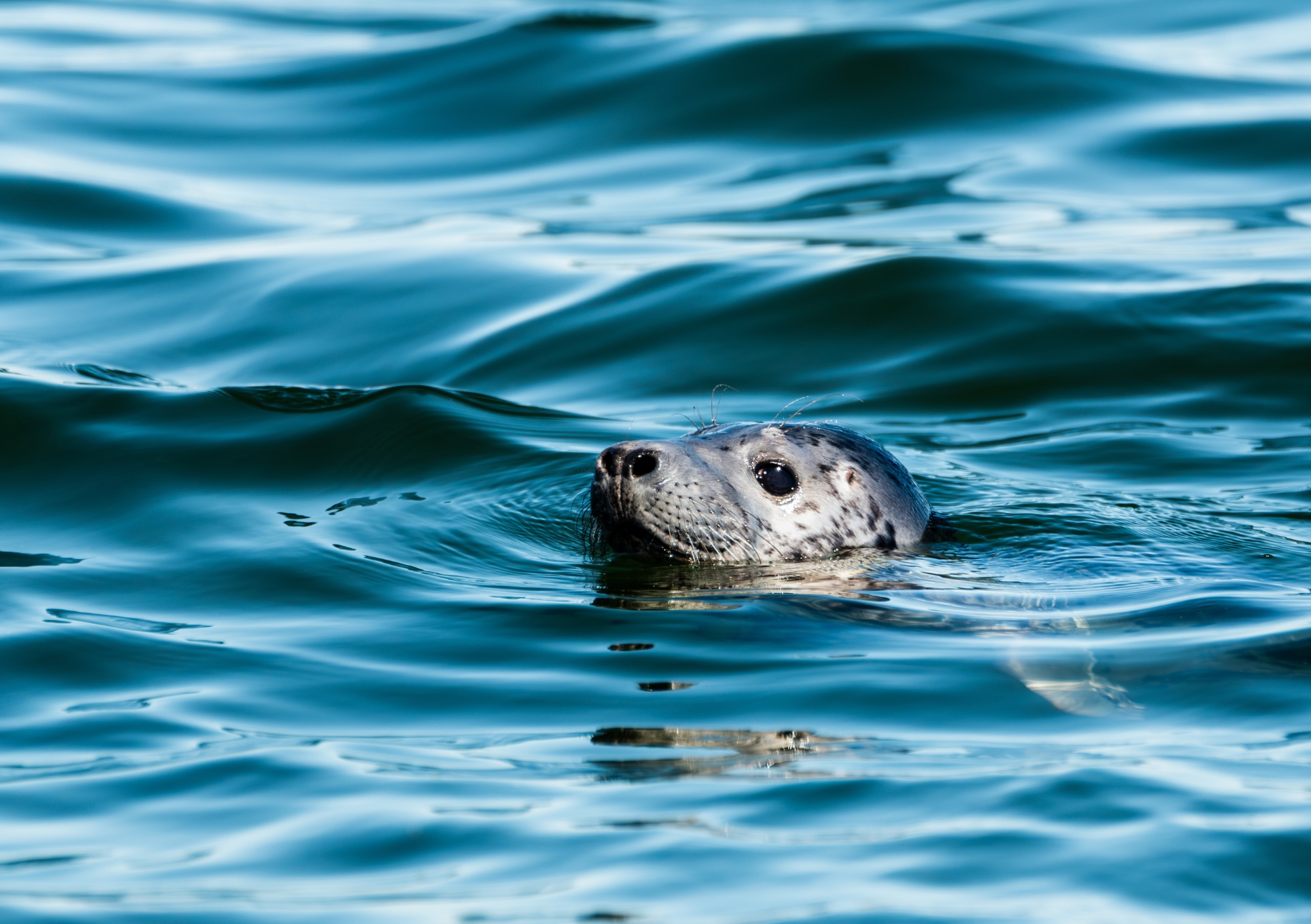 Loomade trio kalender 2026 - Image 7